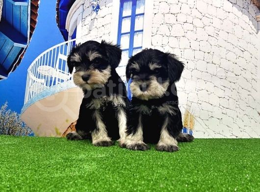 Minyatür Schnauzer Yavrular görsel