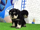 Minyatür Schnauzer Yavrular