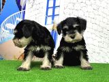 Minyatür Schnauzer Yavrular