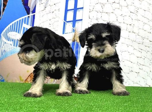 Minyatür Schnauzer Yavrular görsel