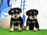 Minyatür Schnauzer Yavrular