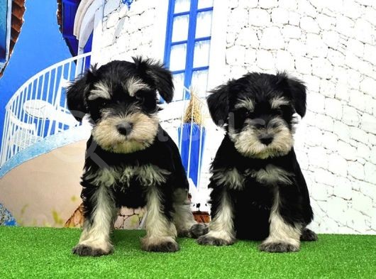 Minyatür Schnauzer Yavrular görsel