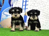 Minyatür Schnauzer Yavrular
