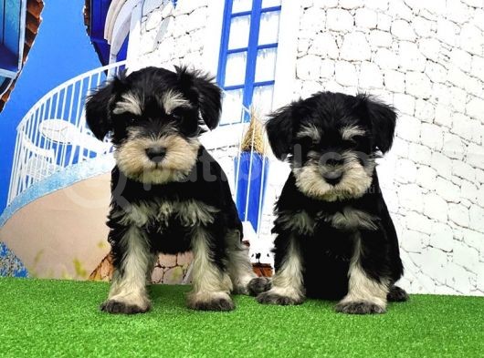 Minyatür Schnauzer Yavrular görsel