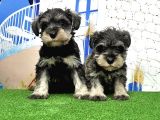 Minyatür Schnauzer Yavrular