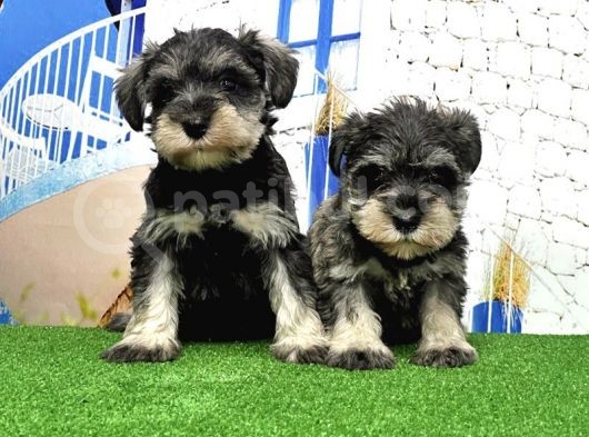 Minyatür Schnauzer Yavrular görsel