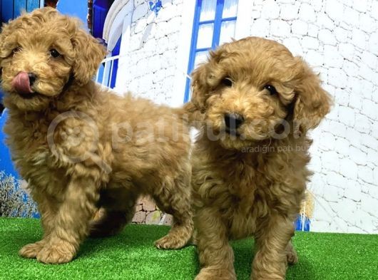 Toy Poodle Yavrusu görsel