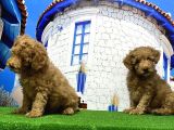 Toy Poodle Yavrusu