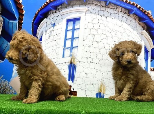 Toy Poodle Yavrusu