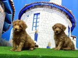 Toy Poodle Yavrusu