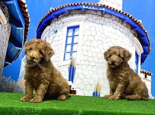 Toy Poodle Yavrusu görsel