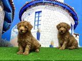Toy Poodle Yavrusu
