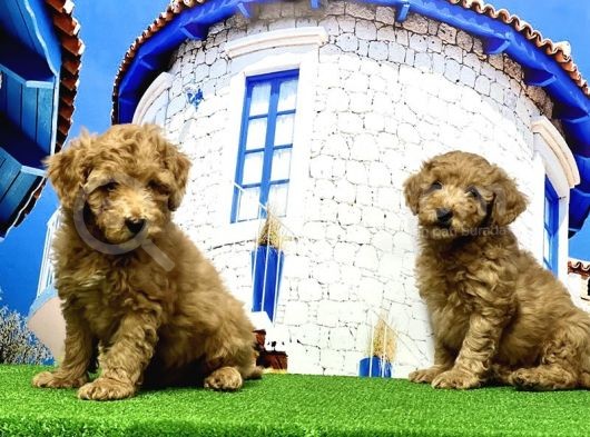 Toy Poodle Yavrusu görsel