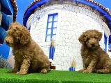 Toy Poodle Yavrusu
