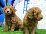 Toy Poodle Yavrusu