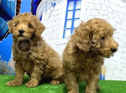 Toy Poodle Yavrusu görsel