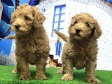 Toy Poodle Yavrusu
