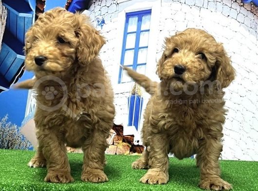 Toy Poodle Yavrusu görsel