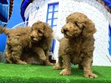 Toy Poodle Yavrusu