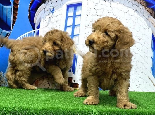 Toy Poodle Yavrusu görsel