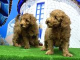 Toy Poodle Yavrusu