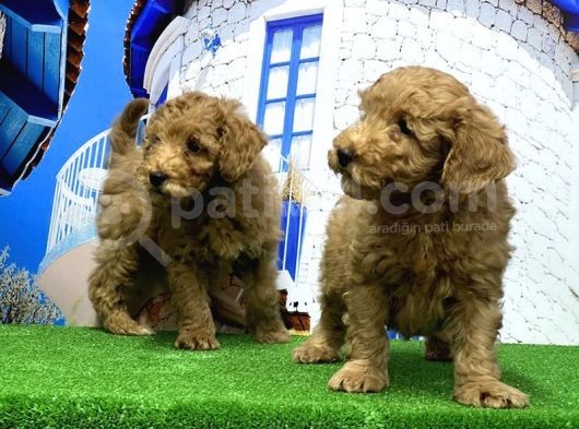 Toy Poodle Yavrusu görsel
