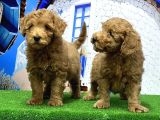 Toy Poodle Yavrusu
