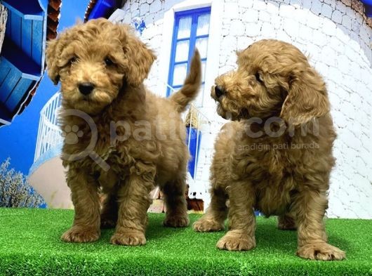 Toy Poodle Yavrusu görsel