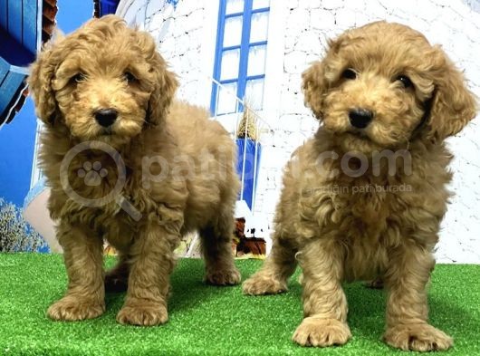 Toy Poodle Yavrusu görsel