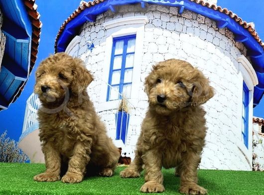 Toy Poodle Yavrusu görsel