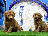 Toy Poodle Yavrusu