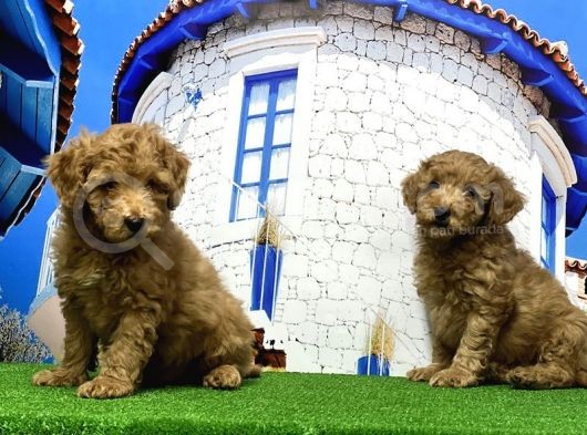 Toy Poodle Yavrusu görsel