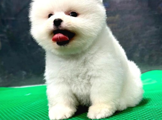 Secereli Mükemmel Kalite Pomeranian Boo görsel