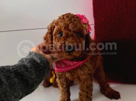 Orjinal Toy Poodle görsel
