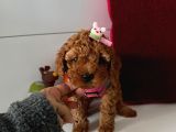Orjinal Toy Poodle