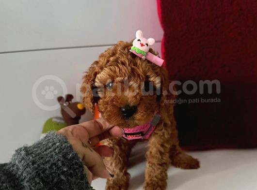 Orjinal Toy Poodle görsel