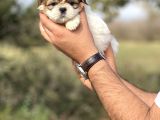 Küçük Shihtzu Bebeğim