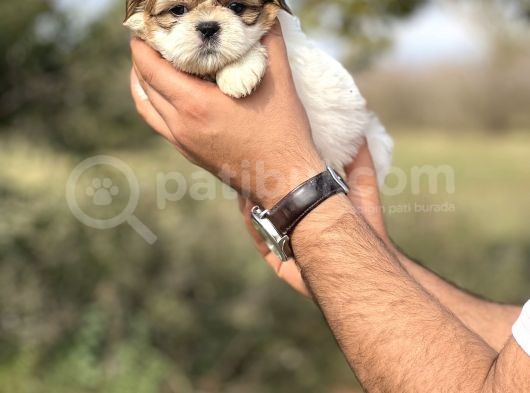 Küçük Shihtzu Bebeğim görsel