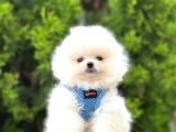 Safkan Teddy Bear Pomeranian Boo Yavrularımız