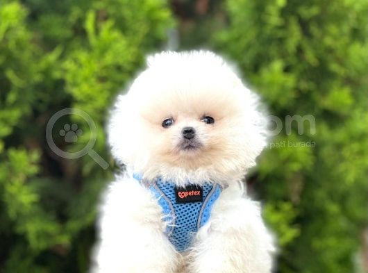 Safkan Teddy Bear Pomeranian Boo Yavrularımız
