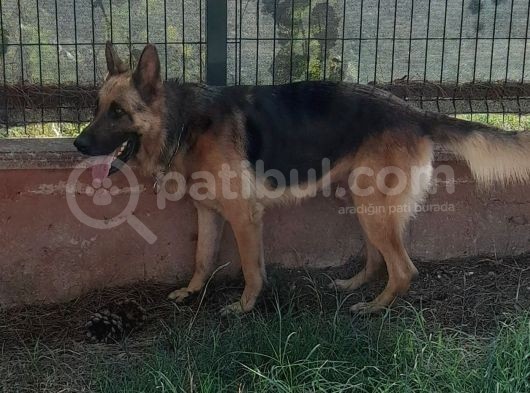 Safkan Orijinal 2 Yaşında Alan Koruma Eğitimi Var görsel