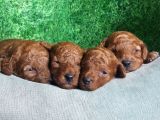 Toy Poodle