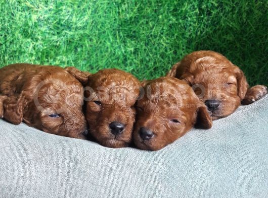 Toy Poodle görsel