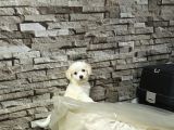 Show Kalite Malti̇po Ci̇nsi̇  Yavrularımız