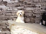 Show Kalite Malti̇po Ci̇nsi̇  Yavrularımız
