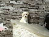 Show Kalite Malti̇po Ci̇nsi̇  Yavrularımız