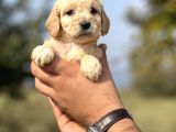Özel Üretim Cockapoo Bebeğim