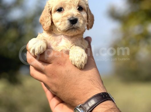 Özel Üretim Cockapoo Bebeğim