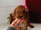 Orjinal Toy Poodle