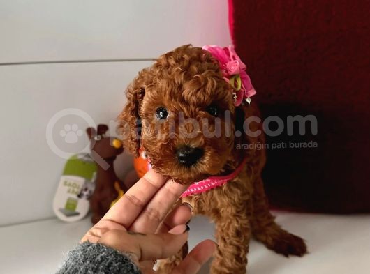 Orjinal Toy Poodle görsel